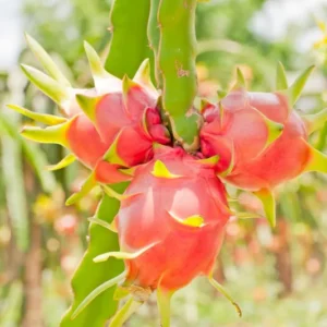 White Dragon Fruit Plant Live - 4-6 Inch Pitaya Plant Indoor
