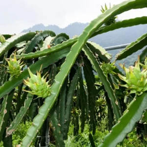 White Dragon Fruit Plant Live - 4-6 Inch Pitaya Plant Indoor