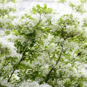 White Fringe Tree - Quart Pot - 8 to 10 Inch - Flowering Tree