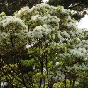 White Fringe Tree - Quart Pot - 8 to 10 Inch - Flowering Tree