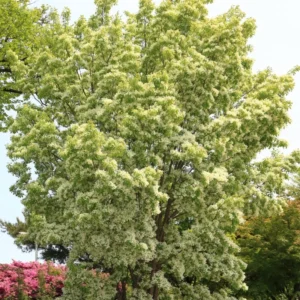 White Fringe Tree - Quart Pot - 8 to 10 Inch - Flowering Tree
