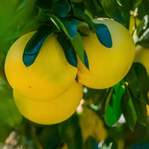 White Grapefruit Tree Grafted Pomelo Plant Live 2-3 Ft Outdoor