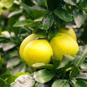 White Grapefruit Tree Grafted Pomelo Plant Live 2-3 Ft Outdoor