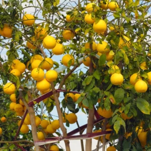 White Grapefruit Tree Grafted Pomelo Plant Live 2-3 Ft Outdoor