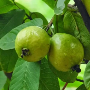 White Guava Trees Live Plants 2-3 Feet Tall 1 Gallon Pot