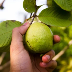 White Guava Trees Live Plants 2-3 Feet Tall 1 Gallon Pot