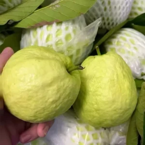 White Guava Trees Live Plants 2-3 Feet Tall 1 Gallon Pot