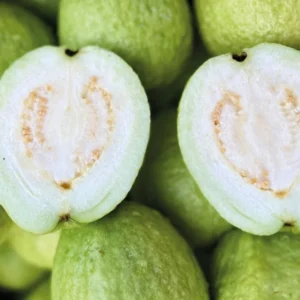 White Guava Trees Live Plants 2-3 Feet Tall 1 Gallon Pot