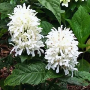 White Shrimp Plant Live - 3-8 Inch Potted Shrimp Flower Plant for Garden