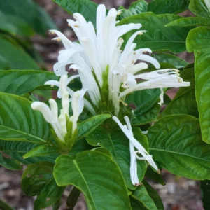 White Shrimp Plant Live - 3-8 Inch Potted Shrimp Flower Plant for Garden