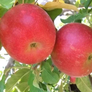 Winesap Apple Trees Live Plants - 24 to 30 Inches, Red Fruits