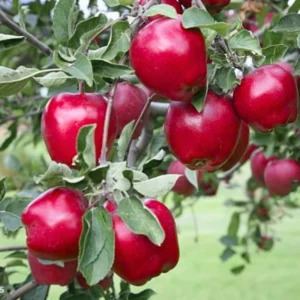 Winesap Apple Trees Live Plants - 24 to 30 Inches, Red Fruits