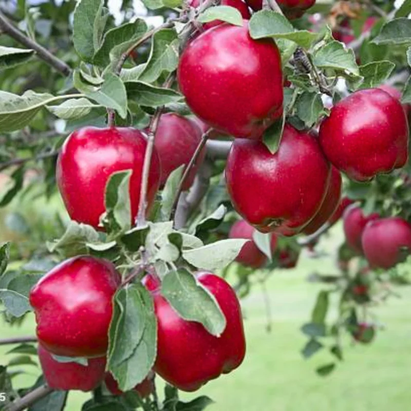 Winesap Apple Trees Live Plants - 24 to 30 Inches, Red Fruits