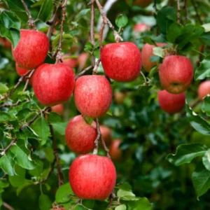Winesap Apple Trees Live Plants - 24 to 30 Inches, Red Fruits