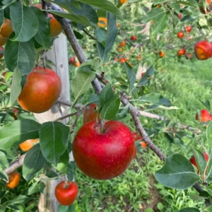 Winesap Apple Trees Live Plants - 24 to 30 Inches, Red Fruits