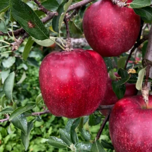 Winesap Apple Trees Live Plants - 24 to 30 Inches, Red Fruits