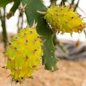 Yellow Dragon Fruit Plant - 4 Inch Live Pitaya Tree - Starter Plant