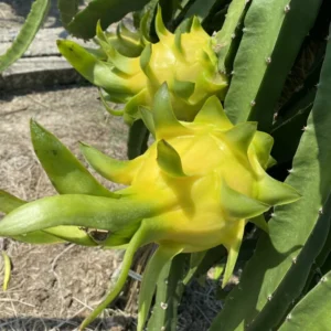 Yellow Dragon Fruit Plant - 4 Inch Live Pitaya Tree - Starter Plant