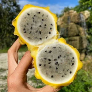 Yellow Dragon Fruit Plant - 4 Inch Live Pitaya Tree - Starter Plant