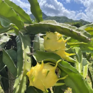 Yellow Dragon Fruit Plant - 4 Inch Live Pitaya Tree - Starter Plant