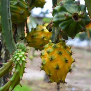 Yellow Dragon Fruit Plant - 4 Inch Live Pitaya Tree - Starter Plant
