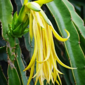 Yellow Dragon Fruit Plant Live - 2 Plants 4-6 Inches - Sweet Fruit Plant Indoor