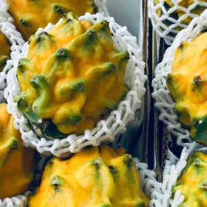 Yellow Dragon Fruit Plant Live - 2 Plants 4-6 Inches - Sweet Fruit Plant Indoor