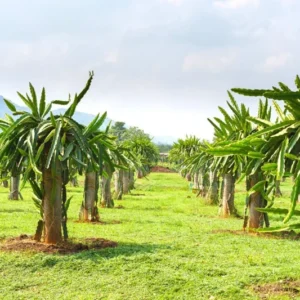 Yellow Dragon Fruit Plant Live - 2 Plants 4-6 Inches - Sweet Fruit Plant Indoor