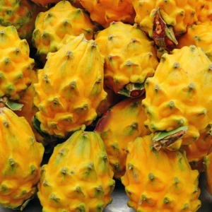 Yellow Dragon Fruit Plant Starter Tree - 3-6 Inch Tall - Outdoor Growing