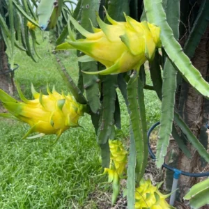 Yellow Dragon Fruit Plant Starter Tree - 3-6 Inch Tall - Outdoor Growing
