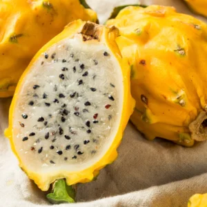 Yellow Dragon Fruit Plant Starter Tree - 3-6 Inch Tall - Outdoor Growing