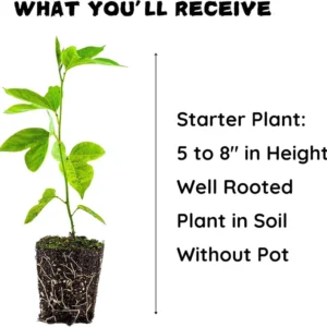 Yellow Passion Fruit Plant - 4-6 Inch Starter Vine, Tropical