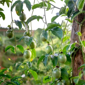 Yellow Passion Fruit Plant - 4-6 Inch Starter Vine, Tropical