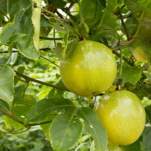 Yellow Passion Fruit Plant - 4-6 Inch Starter Vine, Tropical
