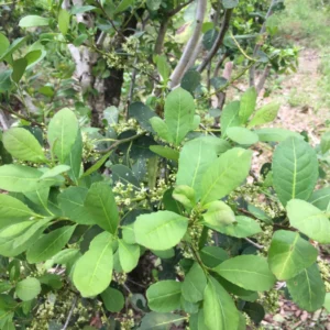 Yerba Mate Plant - 4-6 Inch Herb Plant - Outdoor Garden - No Pot