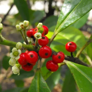 Yerba Mate Plant - 4-6 Inch Herb Plant - Outdoor Garden - No Pot