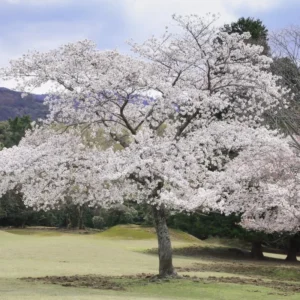 Yoshino Cherry Blossom Tree - 8-10 Inch Potted Flowering Tree