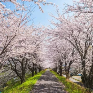 Yoshino Cherry Blossom Tree - 8-10 Inch Potted Flowering Tree