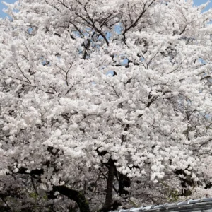 Yoshino Cherry Blossom Tree - 8-10 Inch Potted Flowering Tree