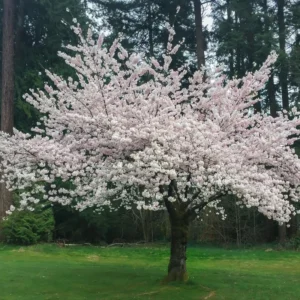 Yoshino Cherry Blossom Tree - 8-10 Inch Potted Flowering Tree