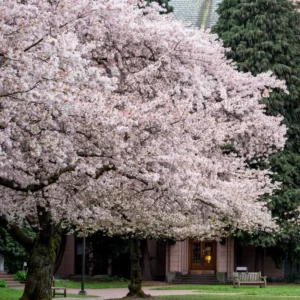 Yoshino Cherry Blossom Tree - 8-10 Inch Potted Flowering Tree