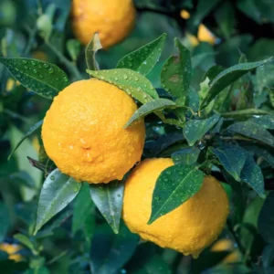 Yuzu Tree for Planting Live Plant 2-3 Ft Height Citrus