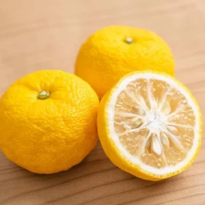 Yuzu Tree for Planting Live Plant 2-3 Ft Height Citrus