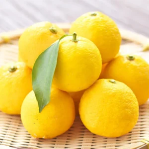 Yuzu Tree for Planting Live Plant 2-3 Ft Height Citrus