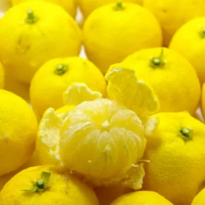 Yuzu Tree for Planting Live Plant 2-3 Ft Height Citrus