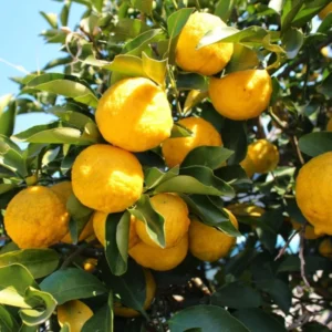 Yuzu Tree for Planting Live Plant 2-3 Ft Height Citrus