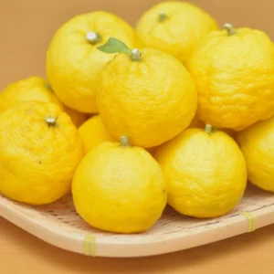 Yuzu Tree for Planting Live Plant 2-3 Ft Height Citrus