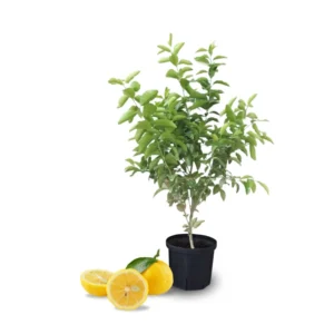 Yuzu Trees Live Plants Citrus Plant 2-3 Feet Tall 1 Gallon Pot