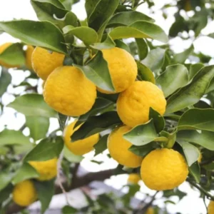 Yuzu Trees Live Plants Citrus Plant 2-3 Feet Tall 1 Gallon Pot