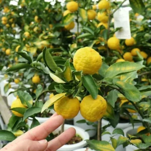 Yuzu Trees Live Plants Citrus Plant 2-3 Feet Tall 1 Gallon Pot
